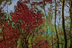 Aspen Red