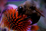 Mind Your Own (Bee's Wax)