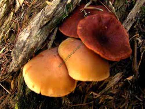 4shrooms