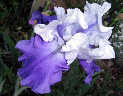 Iris