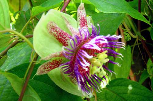 PassionFlower
